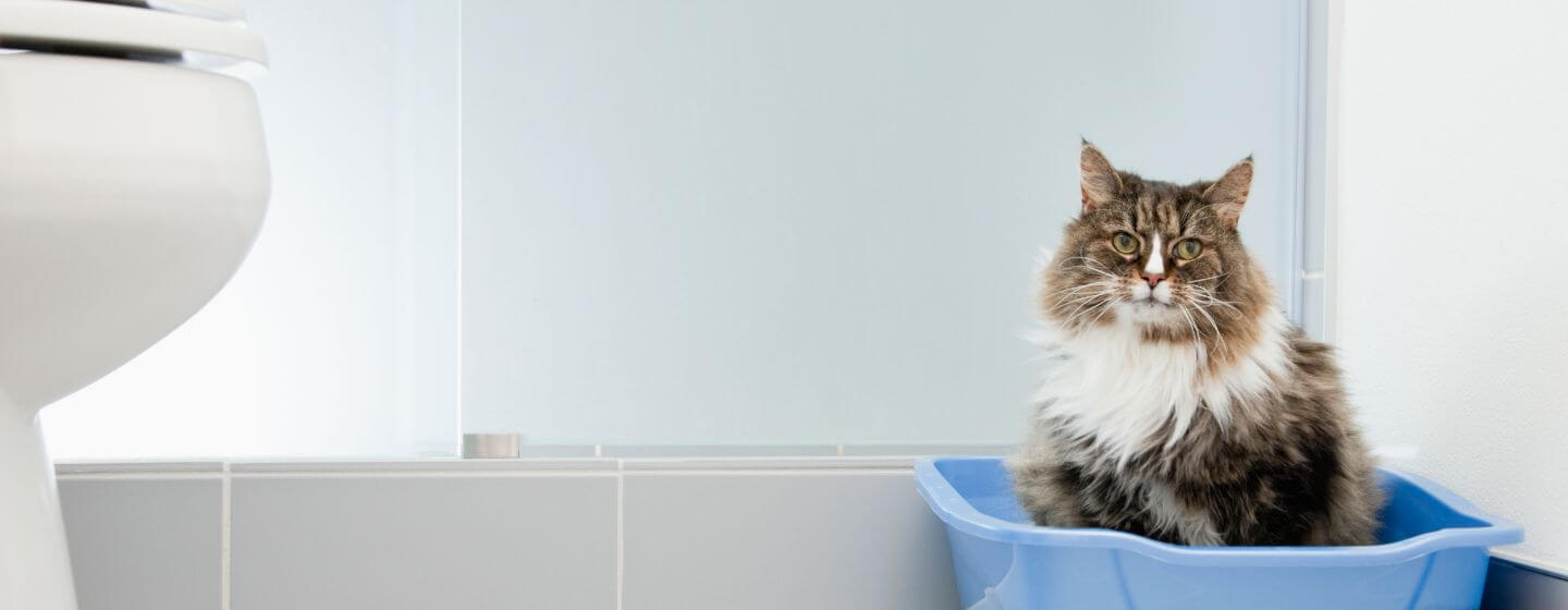 gato sentado numa caixa de areia azul no banheiro