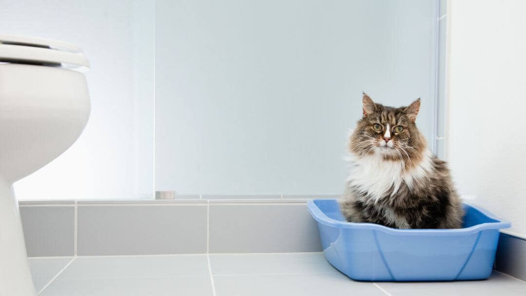 gato sentado numa caixa de areia azul no banheiro