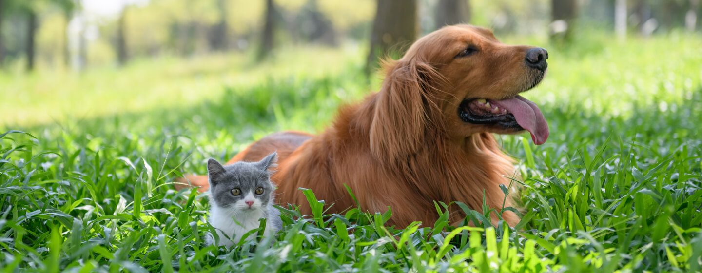 Pequeno gatinho sentado com cachorro na relva longa