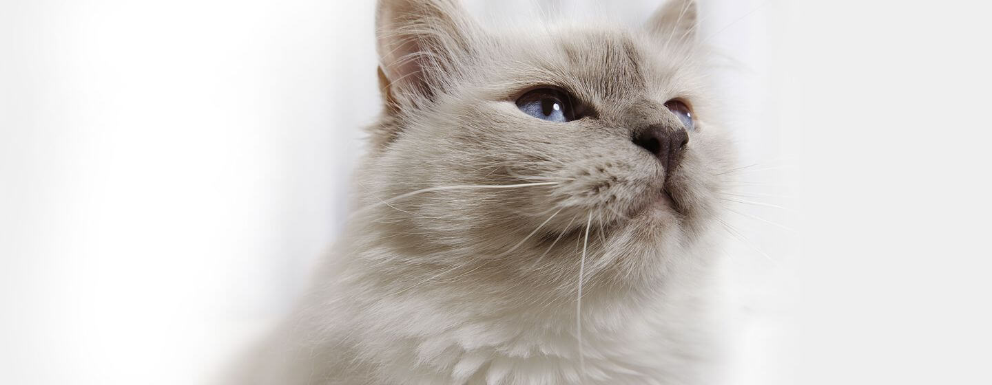 Gato cinzento fofo com olhos azuis claros.
