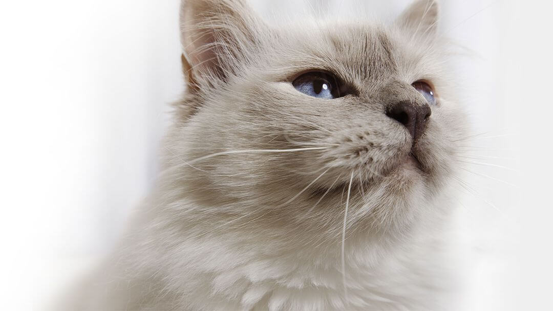 Gato cinzento fofo com olhos azuis claros.