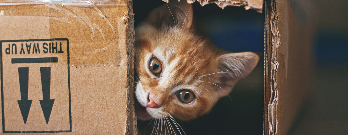 gato laranja escondido numa caixa de papelão