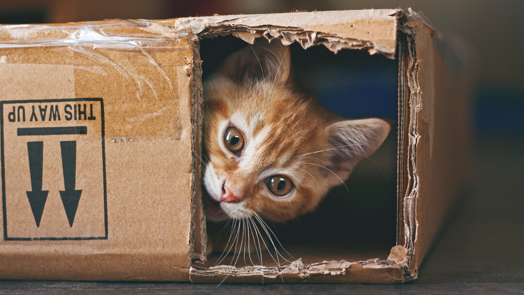 gato laranja escondido numa caixa de papelão