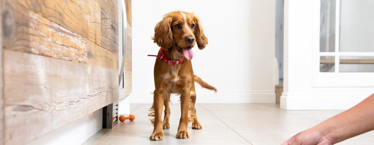 Meu Cachorro Comeu Seu Boletim Escolar E Col Filhotes - Temu Portugal