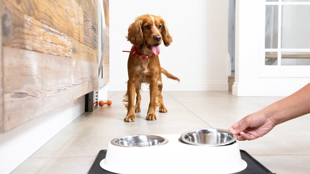 Filhote de cachorro à espera por comida