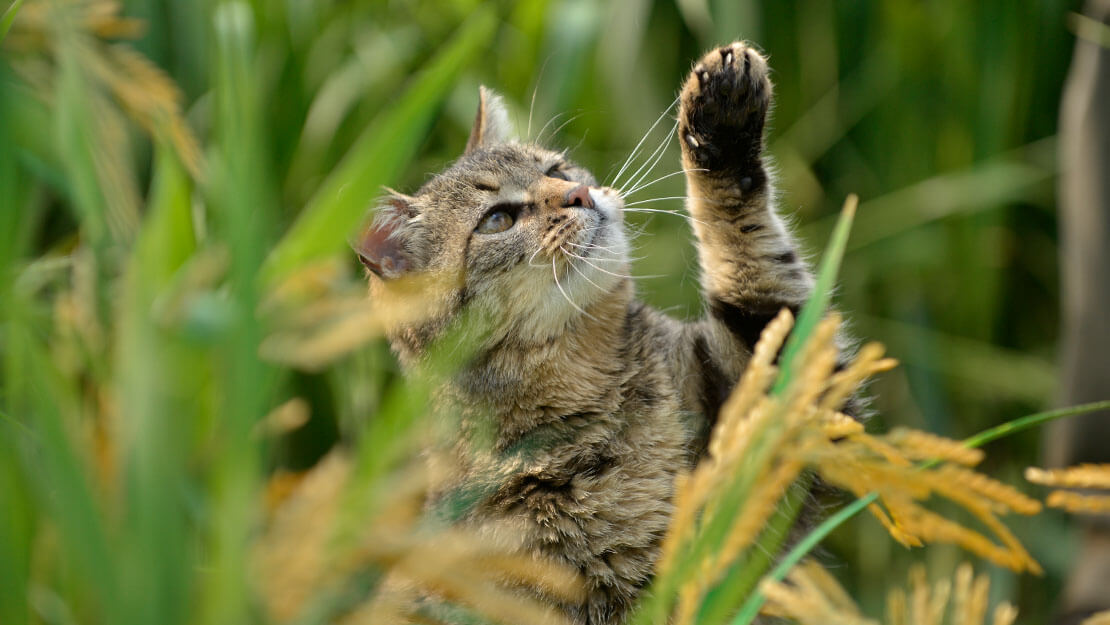 Gato feliz com Beyond