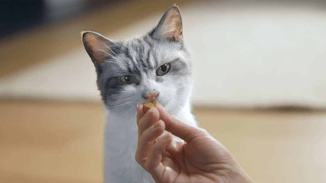 Produtos Purina: snacks orais para gatos