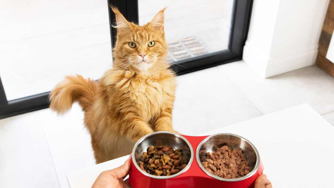 Produtos Purina: ração e comida para gatos adultos