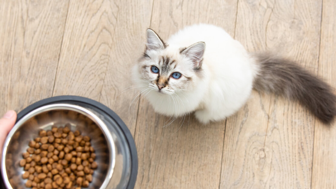 Produtos Purina: ração seca para gatinhos