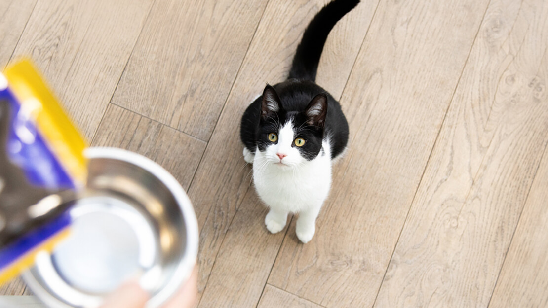Produtos Purina: comida húmida para gatinhos