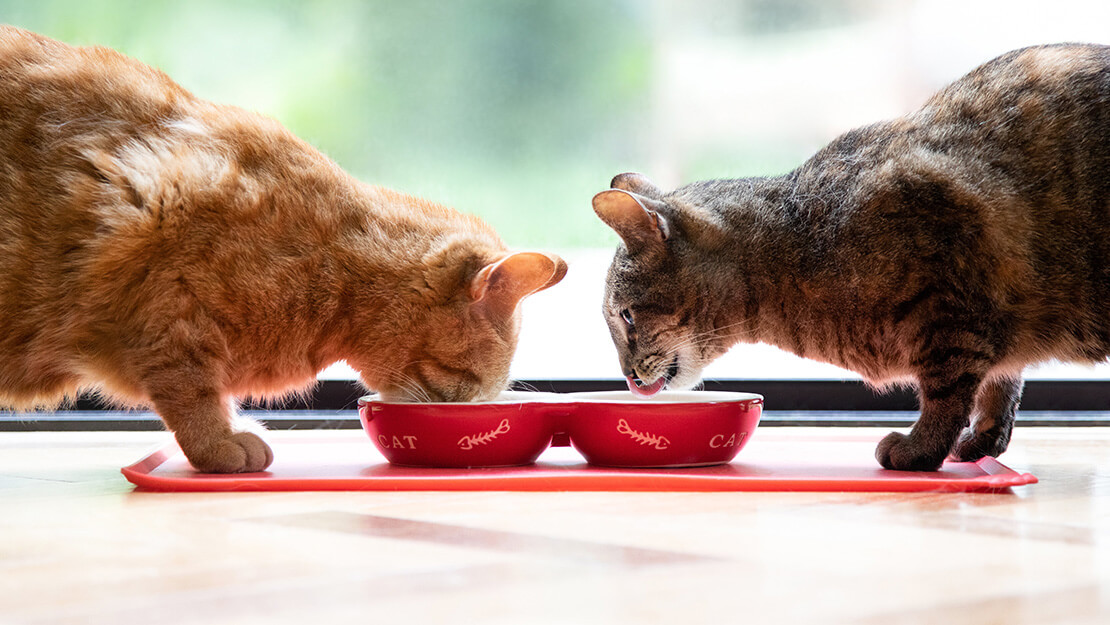 Produtos Purina: comida para gatos esterilizados