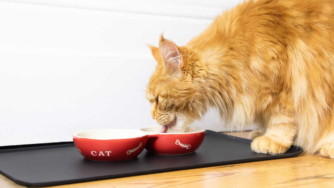 Produtos Purina: dieta para gato para insuficiência renal