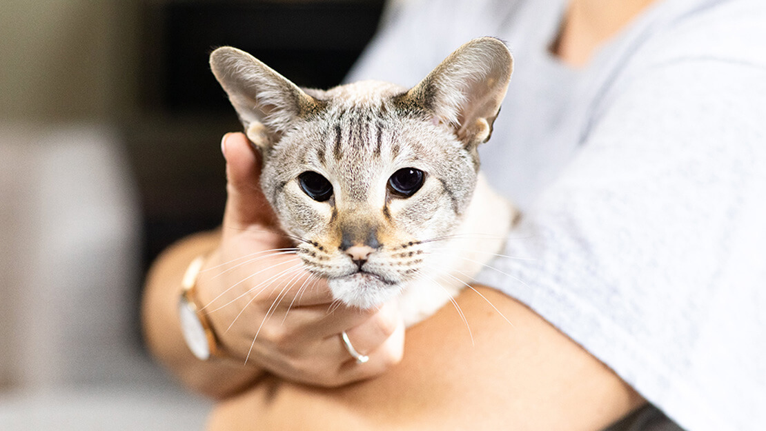 Produtos Purina: ração e comida para gatos seniores