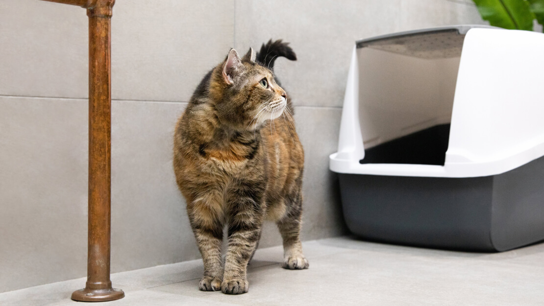 Produtos Purina: dieta para gato para o trato urinário