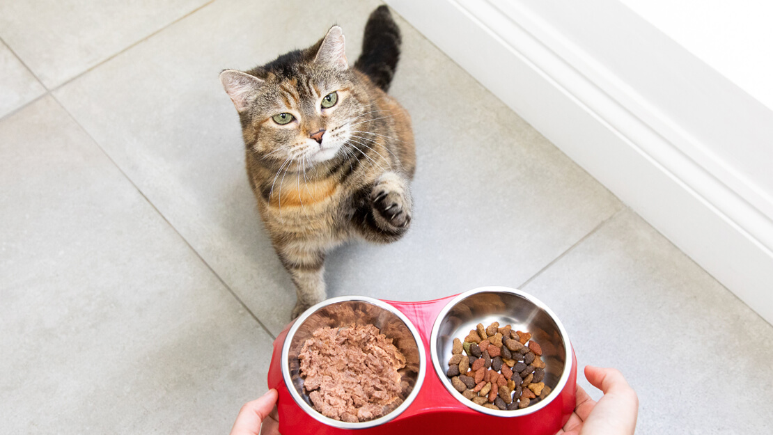 Produtos Purina: ração e comida para gatos