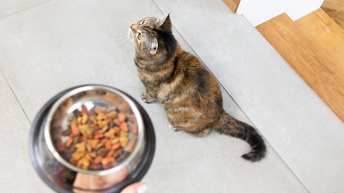 Produtos Purina: dieta gastrointestinal para gato