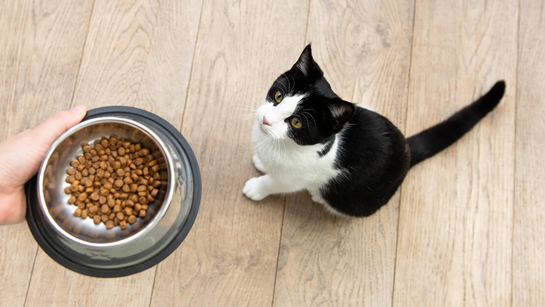 Produtos Purina: ração sem cereais para gatos