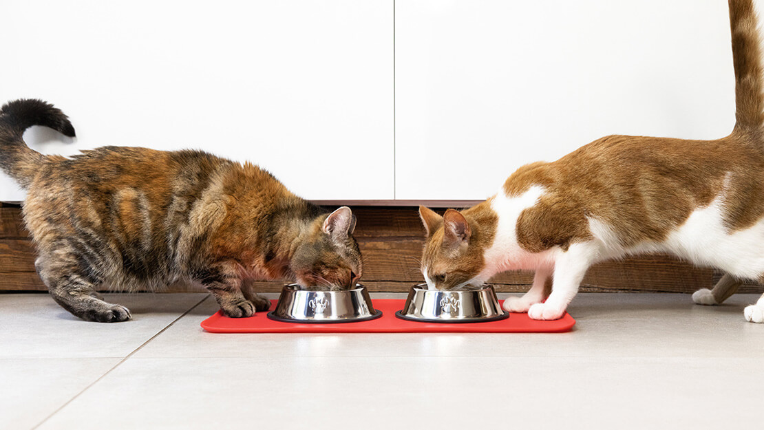Produtos Purina: dieta hipoalergénica para gato