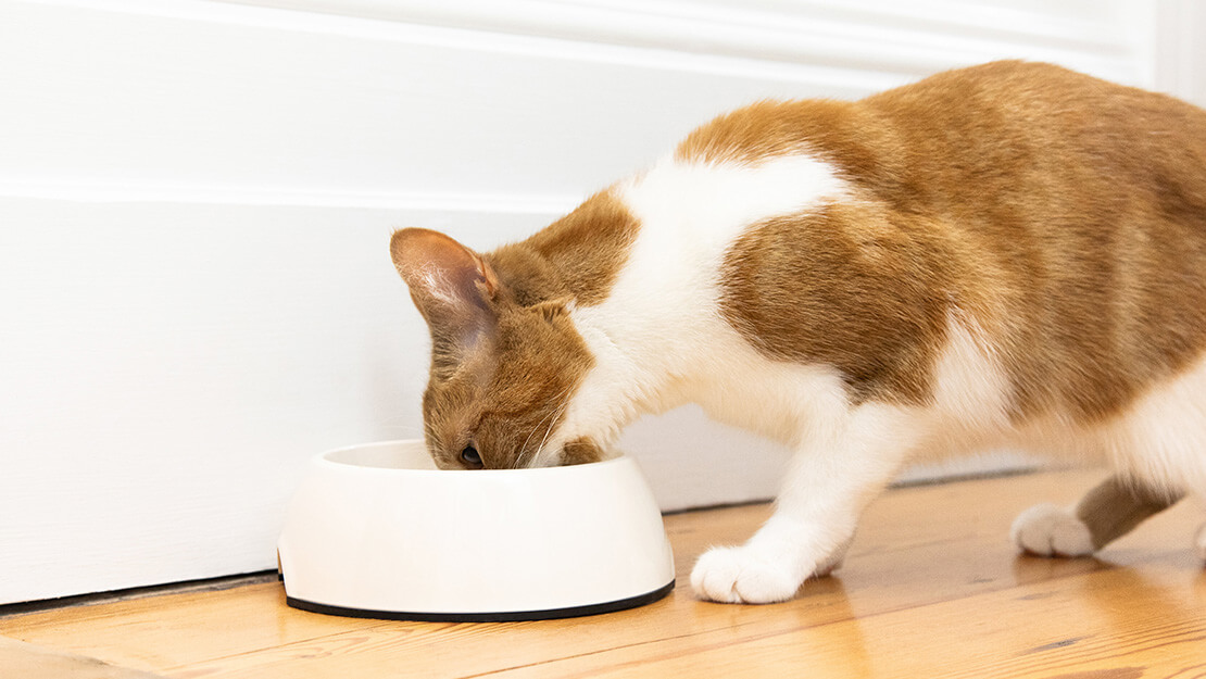 Produtos Purina: comida para gatos com digestão sensível