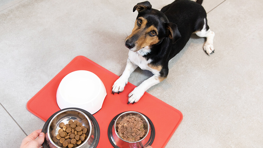 Produtos PURINA: ração para cães adultos