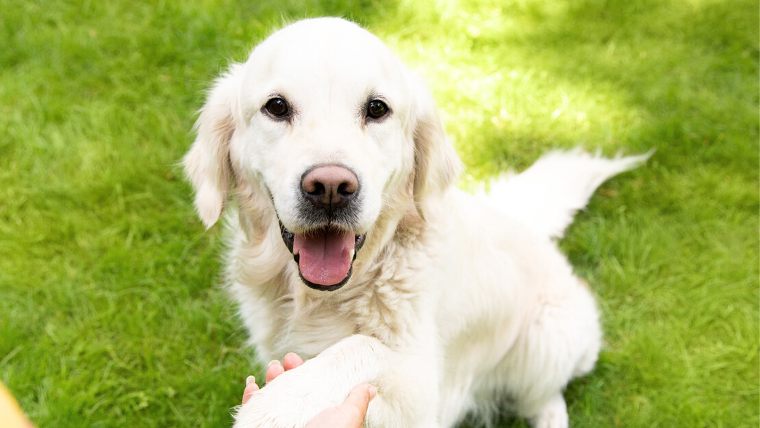 Produtos PURINA: ração para cães de raças grandes ou gigantes