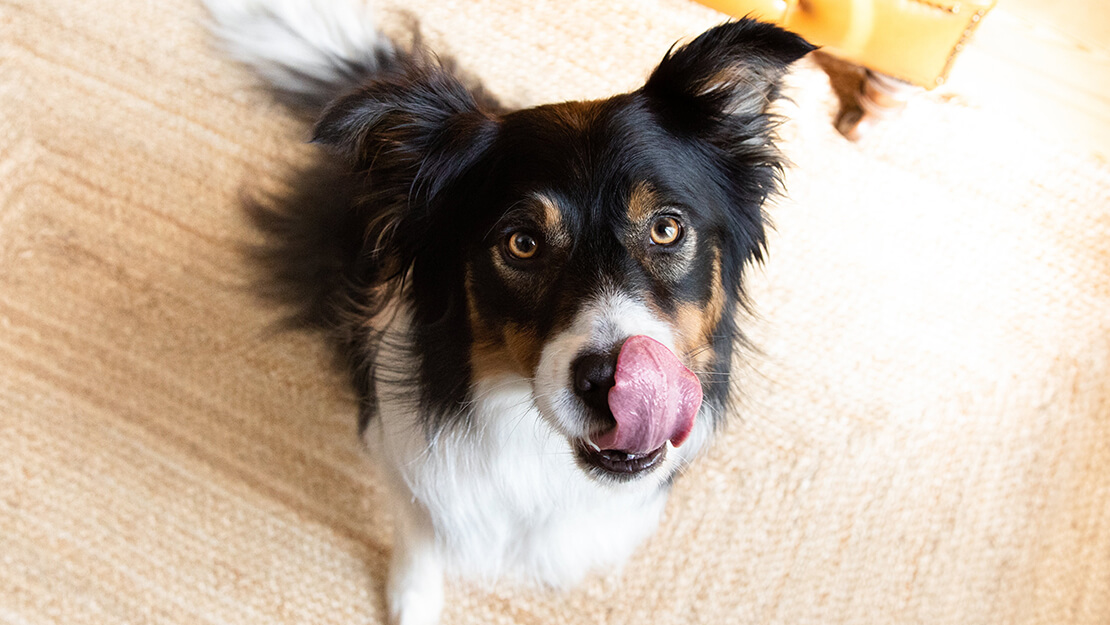 Produtos PURINA: ração Purina para cães com disgestão sensível