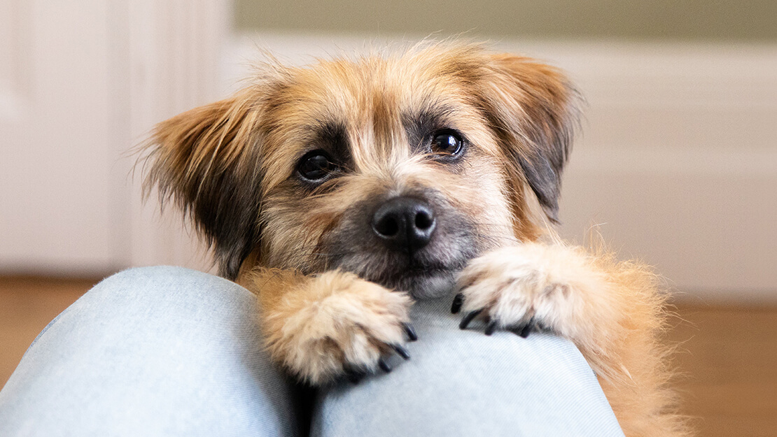 Produtos PURINA: snacks e biscoitos para cão