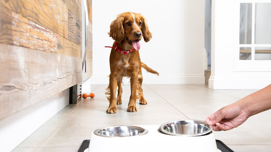 Produtos PURINA: Dieta gastrointestinal para cão