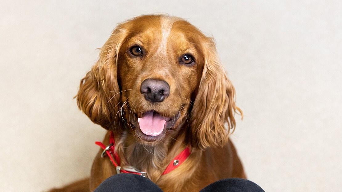 Produtos PURINA: ração para cães sem cereais ou grain-free