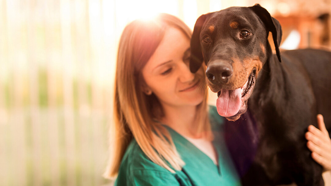 Veterinário com galgo