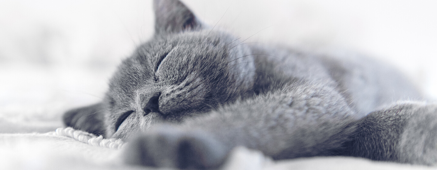 gato azul/cinzento a dormir