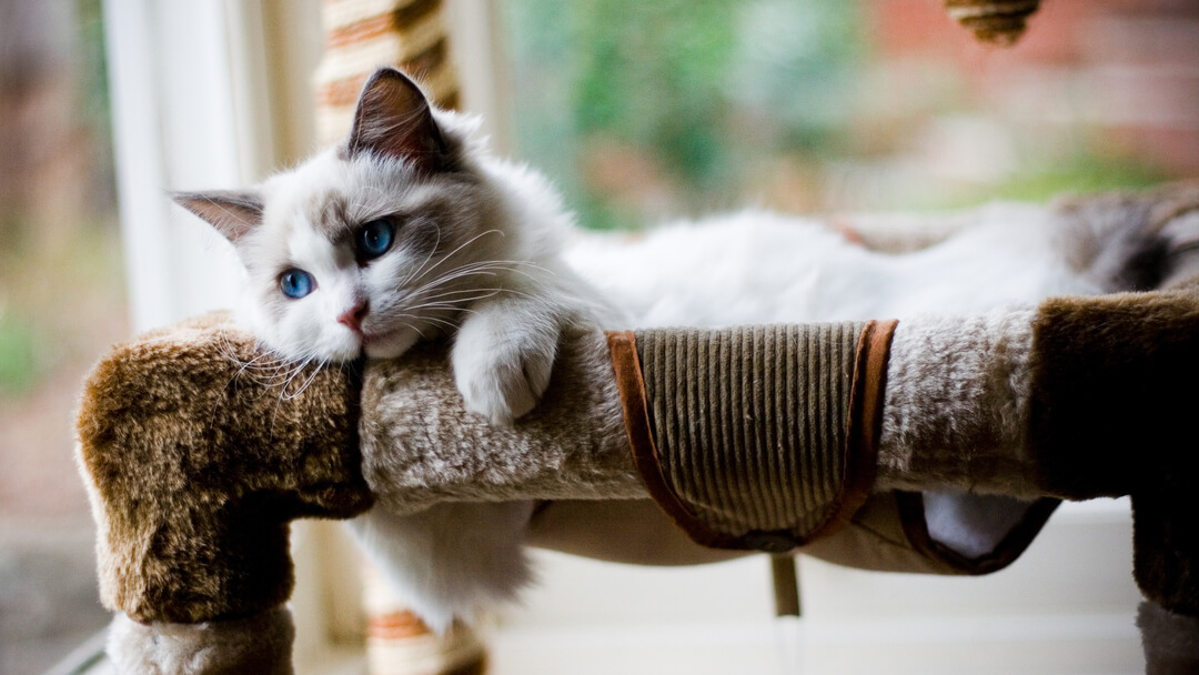 gatinho fofo com olhos azuis deitado numa cama
