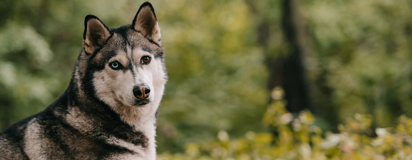 Husky deitado na floresta