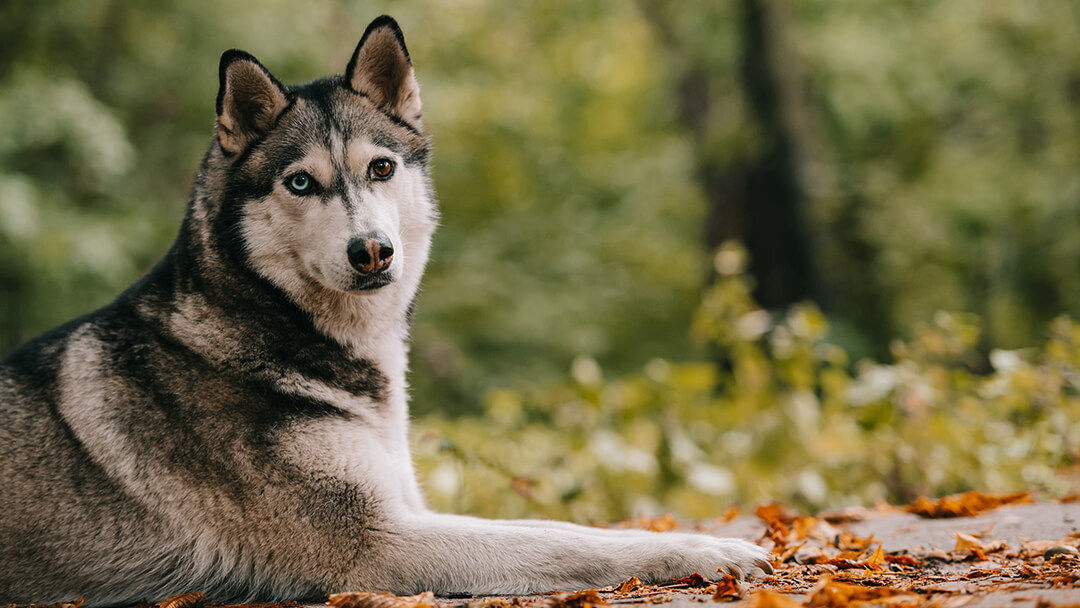 Husky deitado na floresta