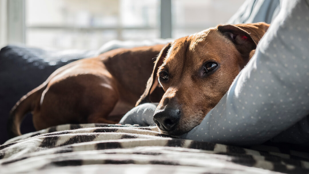 Cachorro relaxado na cama