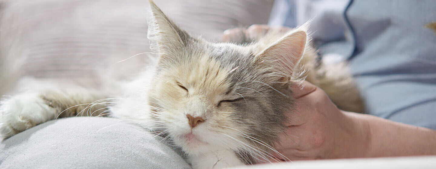 Gato a relaxar no colo do dono