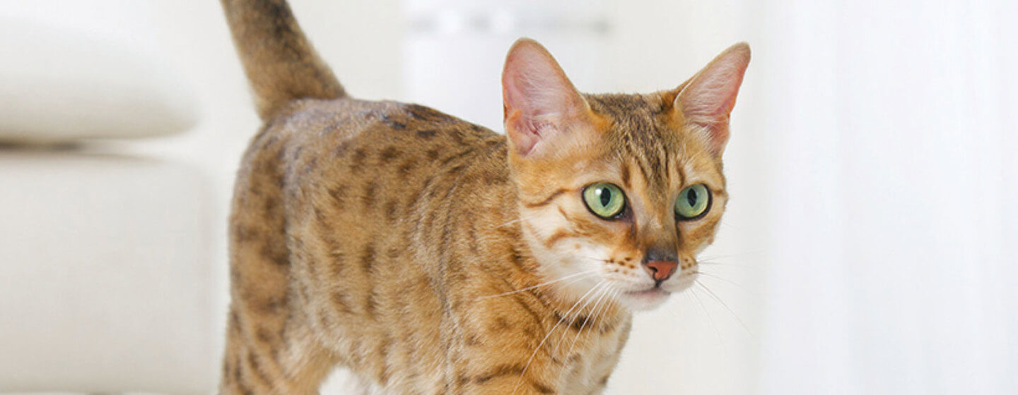 gato de Bengal com olhos verdes