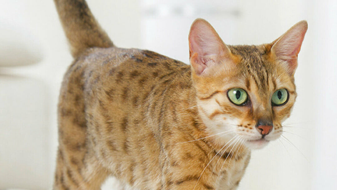 gato de Bengal com olhos verdes