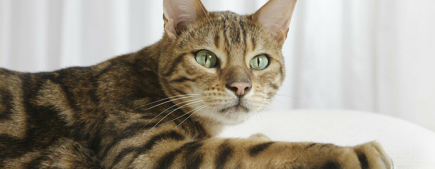 Vista de perto de gato de Bengal com olhos verdes