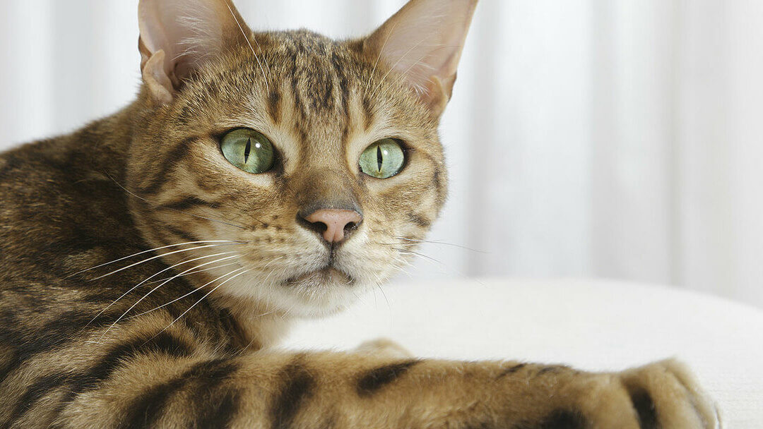Vista de perto de gato de Bengal com olhos verdes