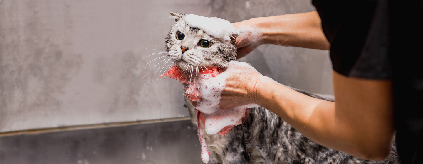 gato cinzento a ser banhado pelo dono
