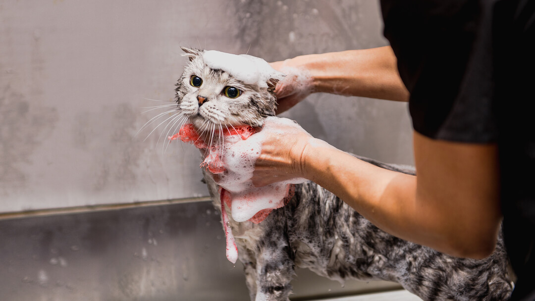 gato cinzento a ser banhado pelo dono