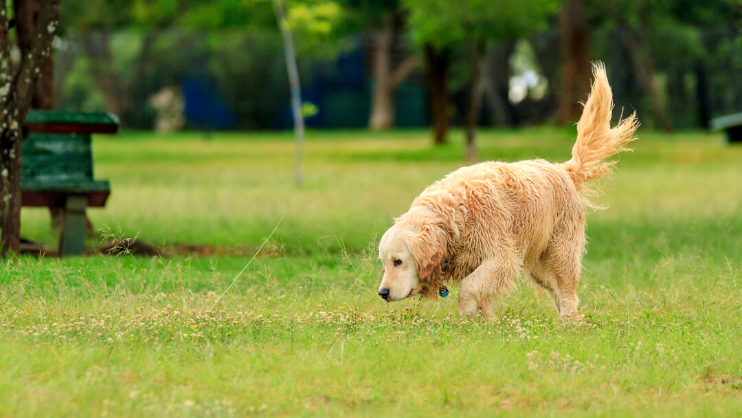 cachorro a farejar na relva enquanto abanando o rabo