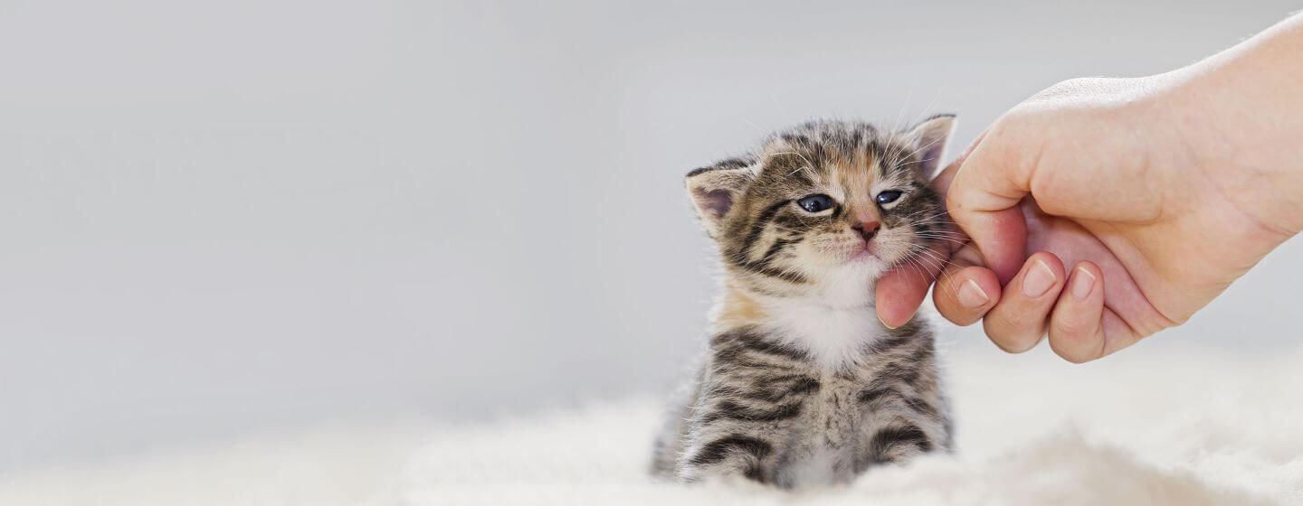 Gatinho pequeno a ser acariciado.