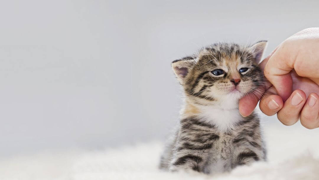 Gatinho pequeno a ser acariciado.