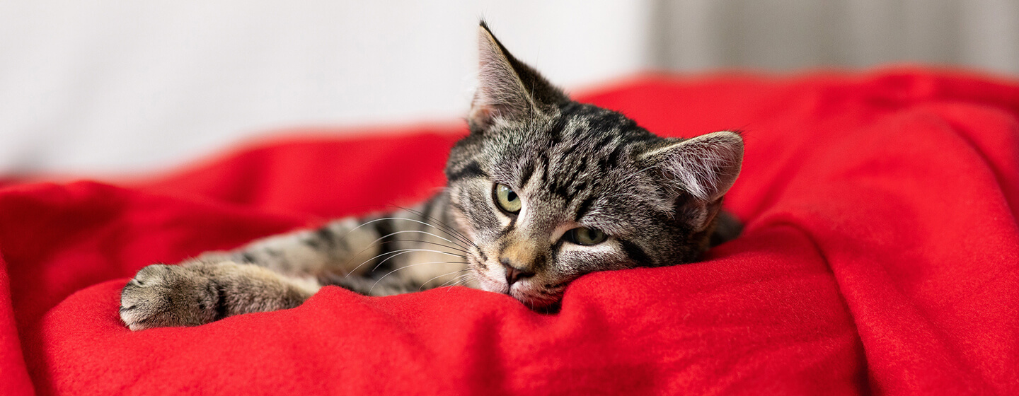 gatinho no cobertor vermelho