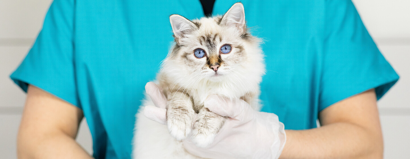 gatinho no veterinário