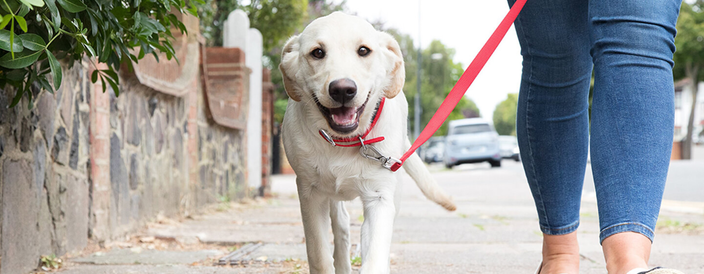 cachorrinho a andar lá fora na coleira