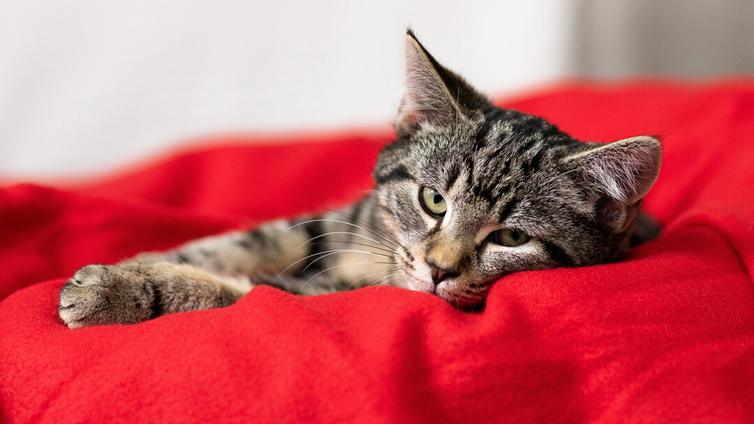 gatinho no cobertor vermelho