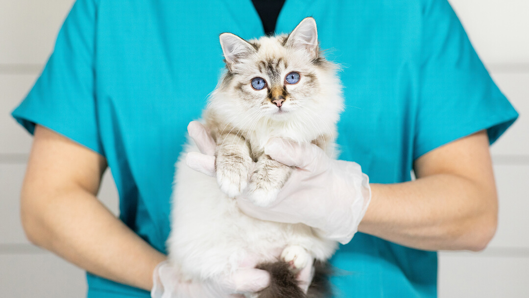 gatinho no veterinário